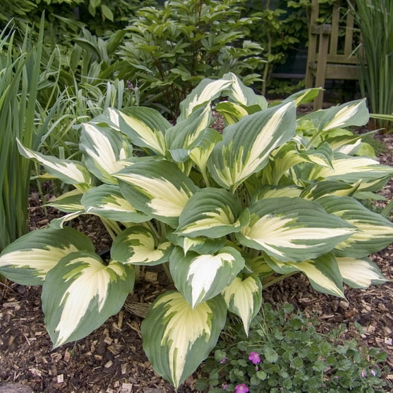 Mediovariegata Hosta Potted Perennial Plant, in a 2.50 Qt. Pot ...