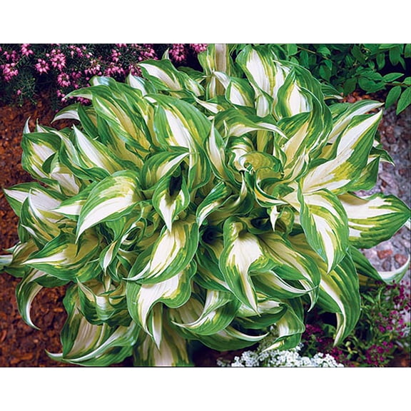 Mediovariegata Hosta undulata - Shade Loving Wavy Leaves - 4" Pot