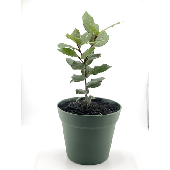 Mediterranean Bay Laurel Tree