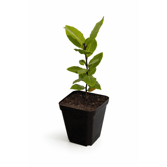 Live Mediterranean Bay Laurel Tree - Laurus Nobilis  Aromatic Evergreen Plant