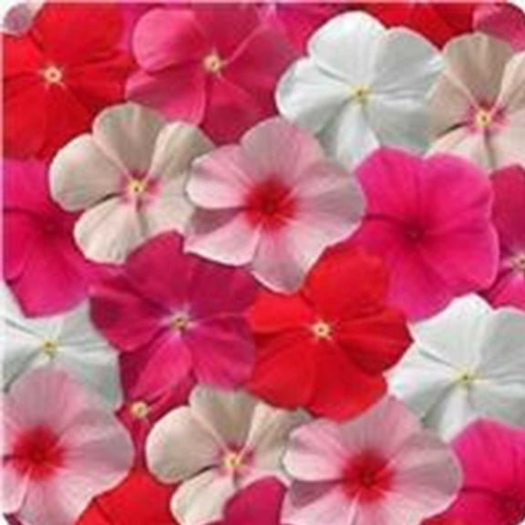 Mediterranean XP Series Vinca Mix ~25 Seeds – Catharanthus roseus – Trailing Annual for Baskets & Beds – Heat & Drought Tolerant – Polka Dot – 4–6" Tall