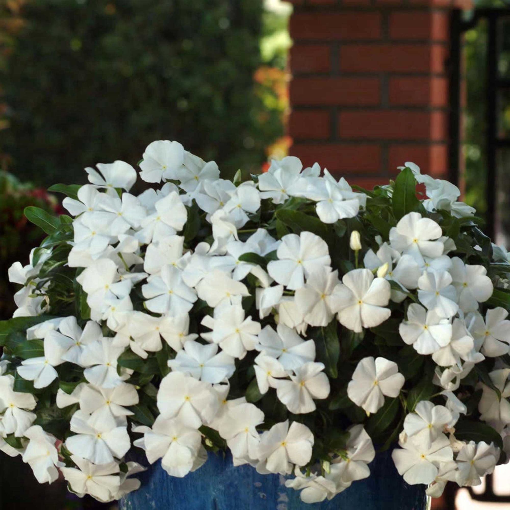 Mediterranean XP Series Vinca White ~500 Seeds – Catharanthus roseus – Trailing Annual for Baskets & Beds – Heat & Drought Tolerant – Polka Dot – 4–6" Tall