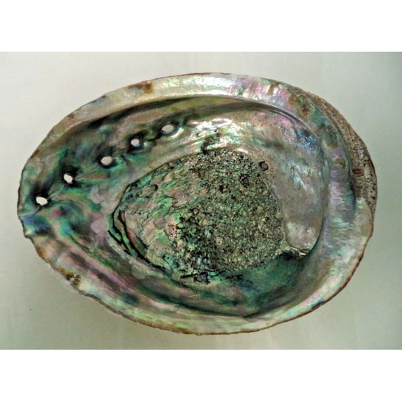 Medium 4" Abalone Sea Shell For Smudging Burning Sage Sticks Incense Display