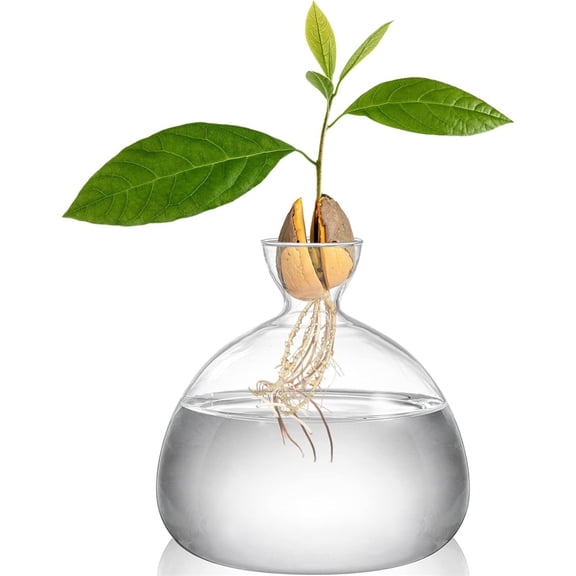 Medium Avocado Seed Starter Vase, Clear Glass Avocado Tree Growing Kit, Water Propagation Planter For Kitchen Counter, Home Office Desk Decor, DIY Gardening Gift,15x15cm