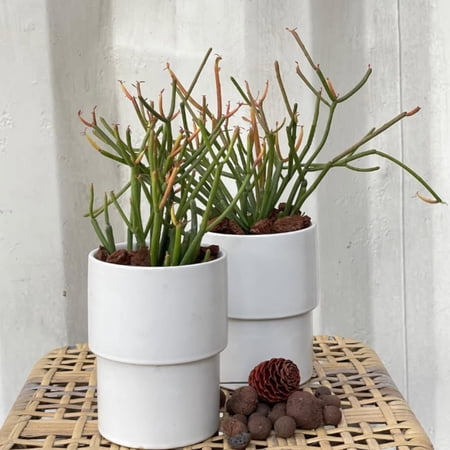 Medium Euphorbia Pencil Cutting Live, Cactus Succulent Cutting Plant Live, Indoor Outdoor Landscape