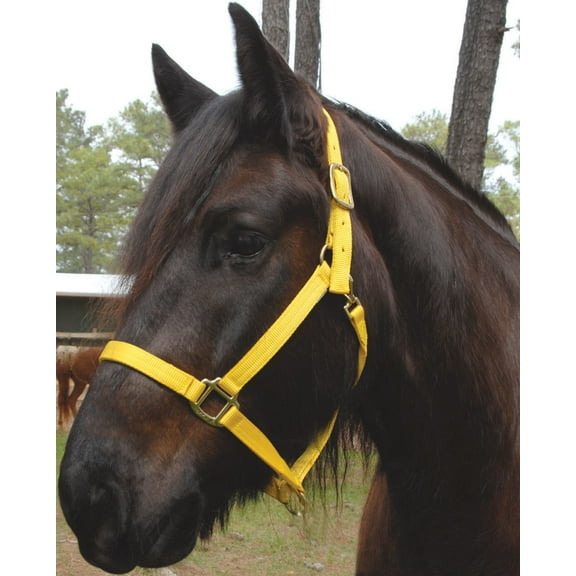 Medium Nylon Draft Halter Color: Red
