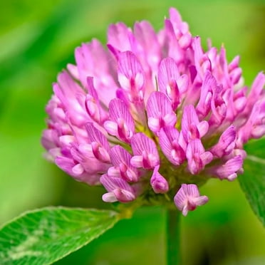 Medium Red Clover - 1 OZ ~16,000 Seeds - Non-GMO, Open Pollinated - Farm & Garden Cover Crop - Sprouting Seeds