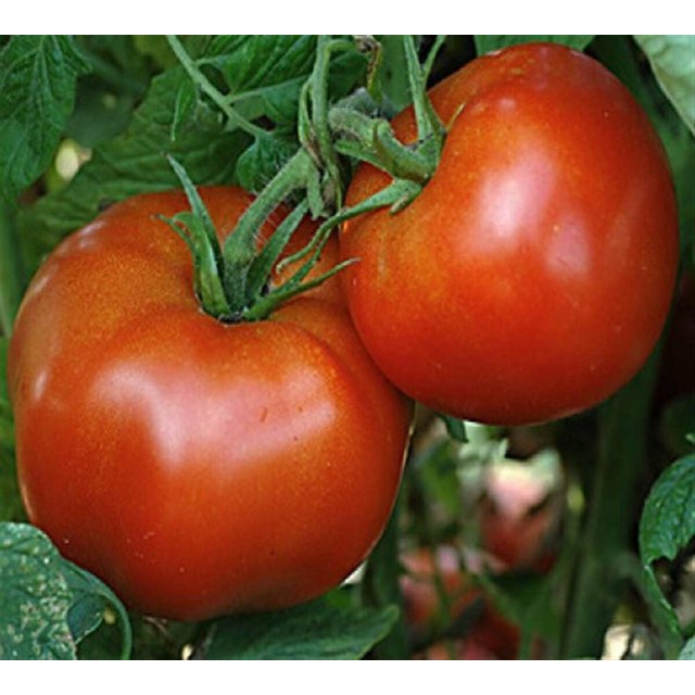 Medium Size Tomato Seeds, RARE & COMMON, Multiple Options, Choose from