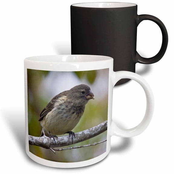 3drose, Medium Tree Finch Bird, Galapagos Islands - Sa07 Rbe0037 - Ralph H. Bendjebar, 11oz Magic Transforming Mug