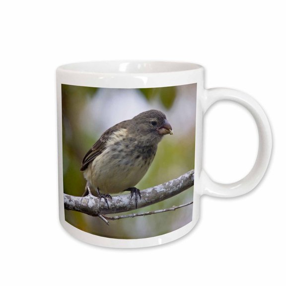 3drose, Medium Tree Finch Bird, Galapagos Islands - Sa07 Rbe0037 - Ralph H. Bendjebar, 11oz Mug