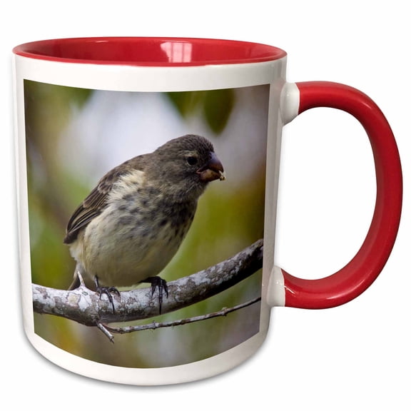 3drose, Medium Tree Finch Bird, Galapagos Islands - Sa07 Rbe0037 - Ralph H. Bendjebar, 11oz Two-tone Red Mug