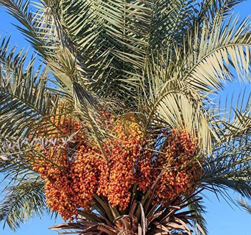 Medjool Date Palm Tree 1 Live Plant from Very Sweet Nutritious Dates