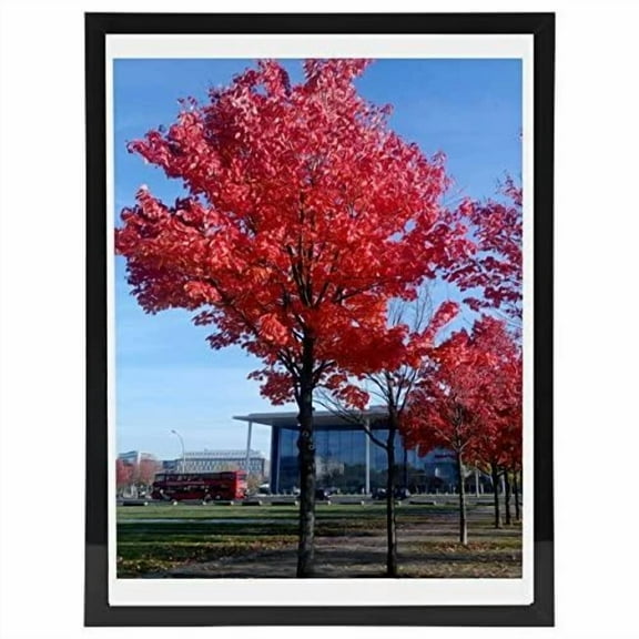 Medog 11X17 9X15 Picture Frame Black Poster Frame Set Of 1 Display Photos 11X17