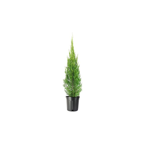 Medora Juniper  2 Live Gallon Size Plants  Perfect for Year-Round Landscaping, Privacy Screening, and Low Water Environments, Drought-Tolerant