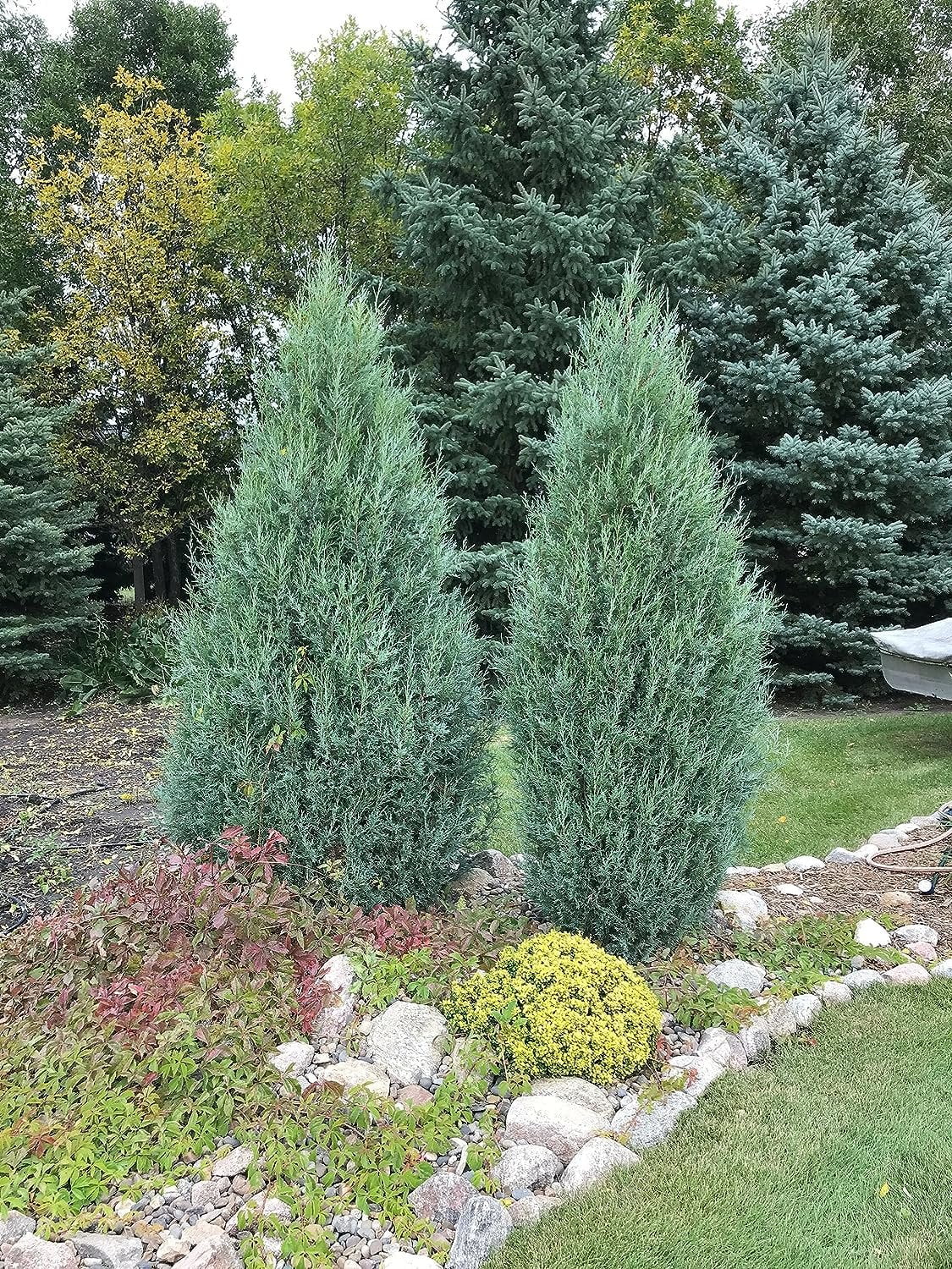 Medora Juniper Extra Large 3 Gallon Plants Columnar Evergreen Shrub for Privacy, Landscaping