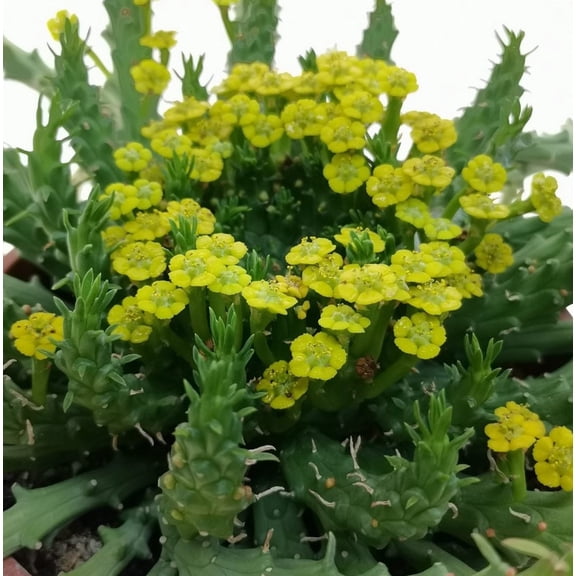Medusas Head Live Plant in 4" Pot - Euphorbia flanaganii Rare Succulent, Easy Care Collector Houseplant