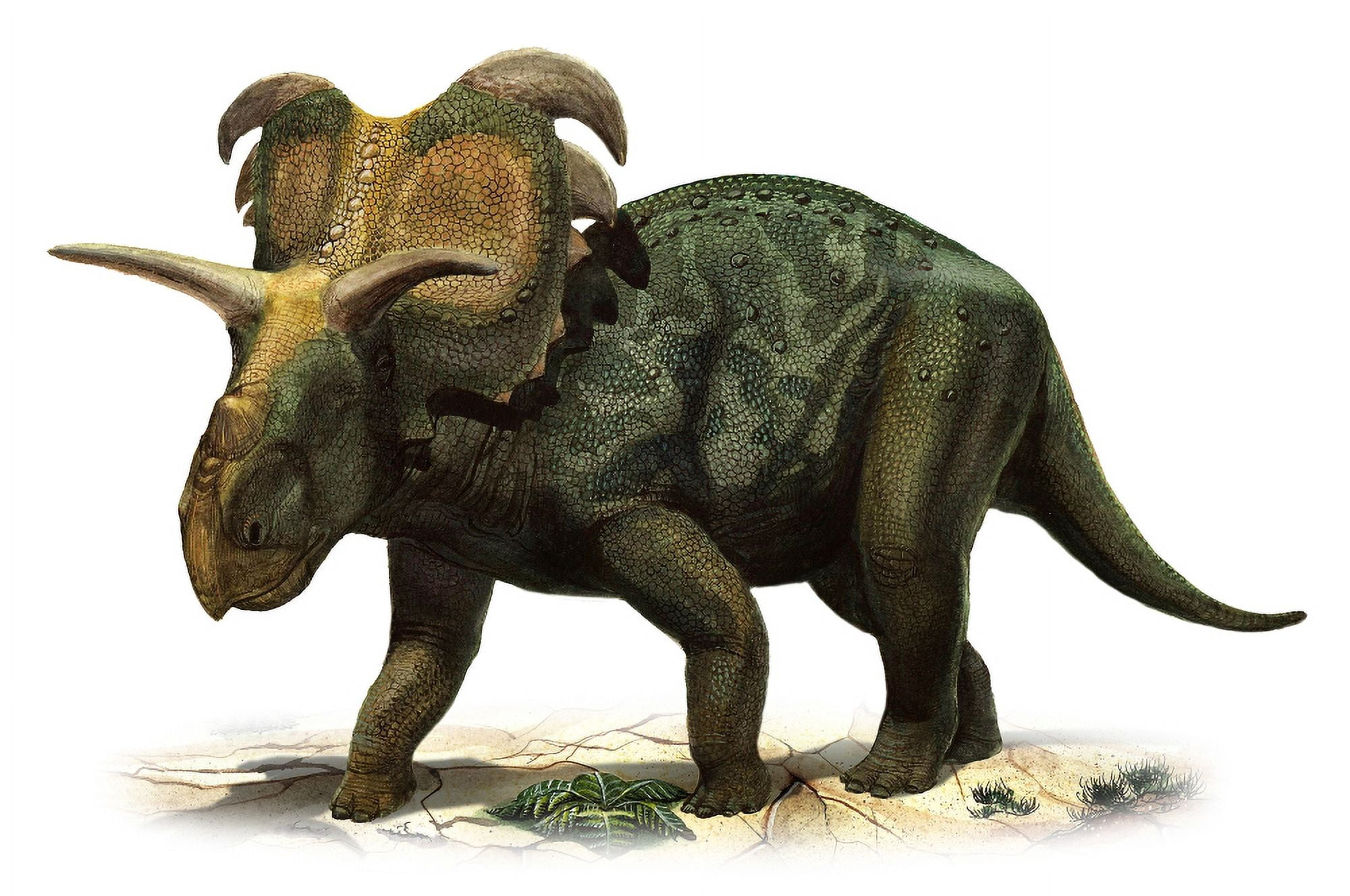 Medusaceratops lokii a prehistoric era dinosaur Canvas Art - Sergey KrasovskiyStocktrek Images (18 x 12)