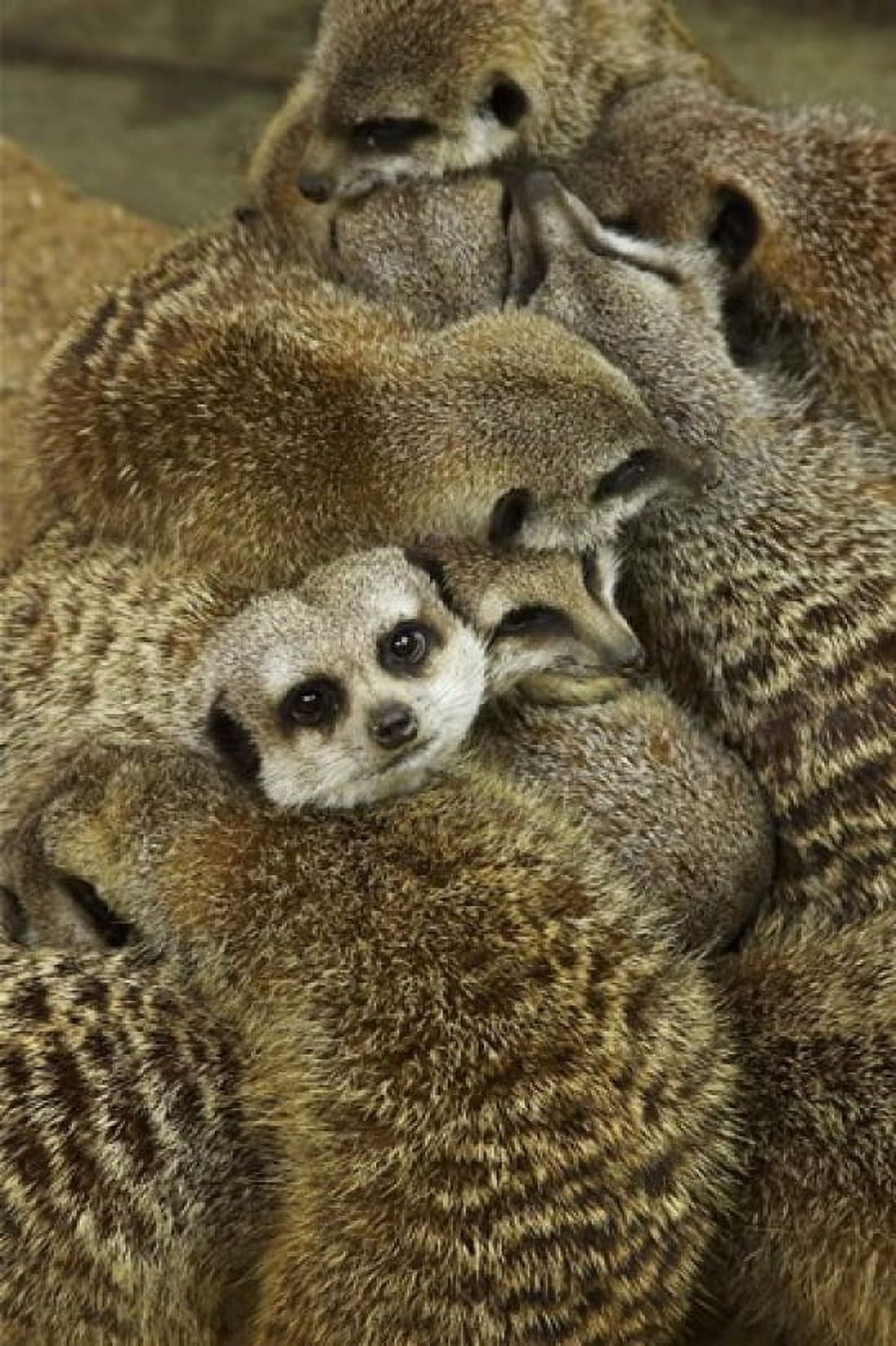 Meerkat Protecting Young Australia Canvas Art - David Wall DanitaDelimont (17 x 26)