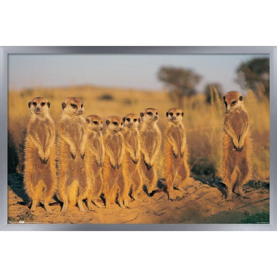 Meerkat Wall Poster, 14.725" x 22.375", Framed