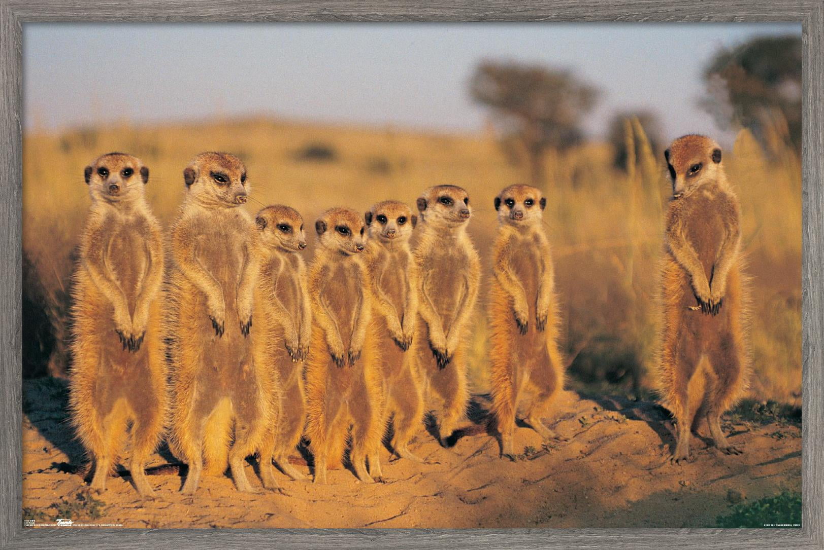 Meerkat Wall Poster, 22.375" x 34" Framed