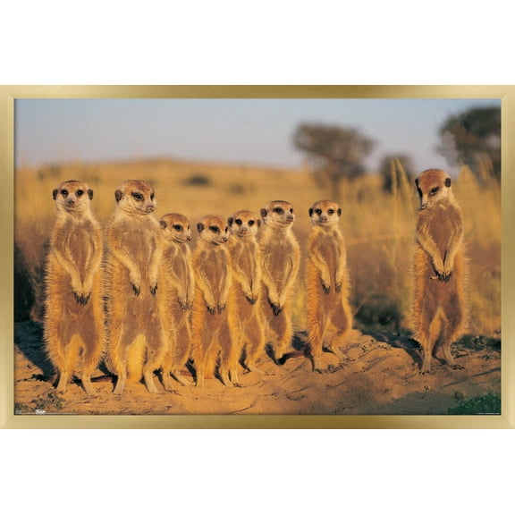Meerkat Wall Poster, 22.375" x 34", Framed