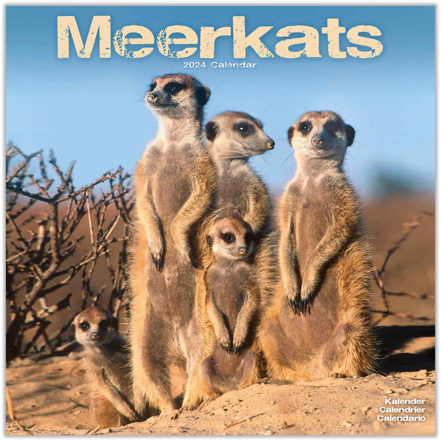 Meerkats Calendar 2024 Meerkats Premium Wall Calendar 2024