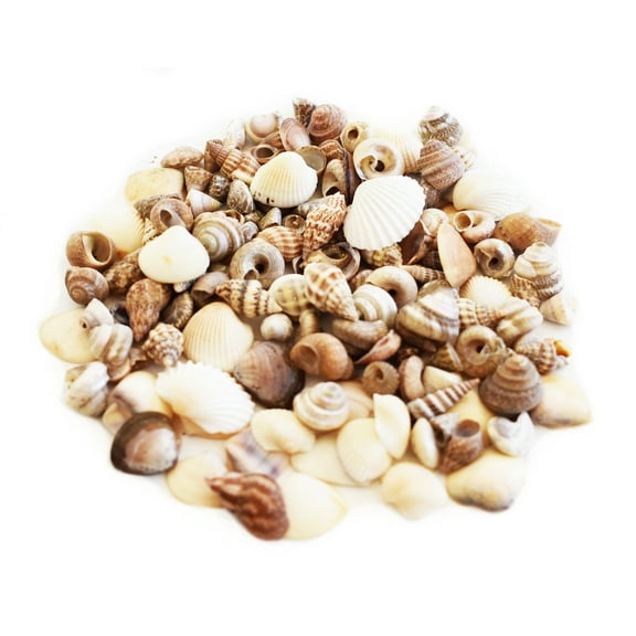 Mega Pack: Gallon (5000+) Tiny Indian Ocean Shell Mix Mini Shells 1/4" Seashells Crafts Beach Decor Sailors Valentines