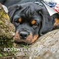 thumbnail image 1 of 2025 2026 Rottweiler Puppies Calendar - Dog Breed Monthly Wall Calendar - 12 x 24 Open - Thick No-Bleed Paper - Giftable - Academic Teacher's Planner Calendar Organizing & Planning - Made in USA, 1 of 10