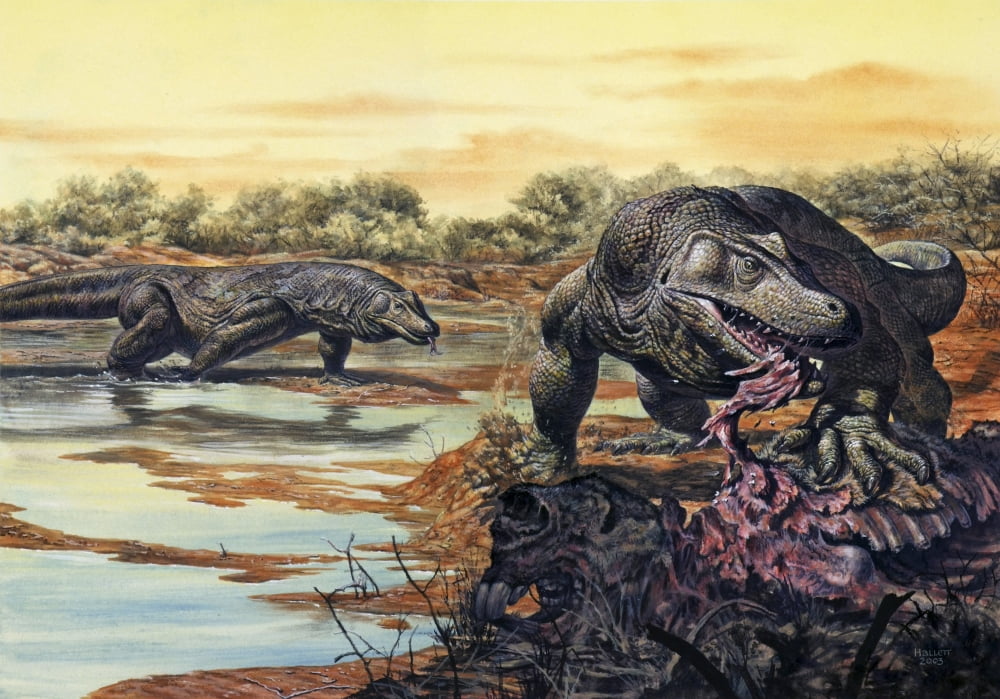 Megalania (giant monitor lizard) eating his prey Pleistocene Epoch Canvas Art - Mark HallettStocktrek Images (17 x 12)