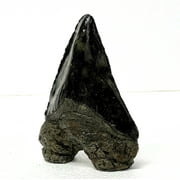 Megalodon Faux Polished Black Shark Tooth