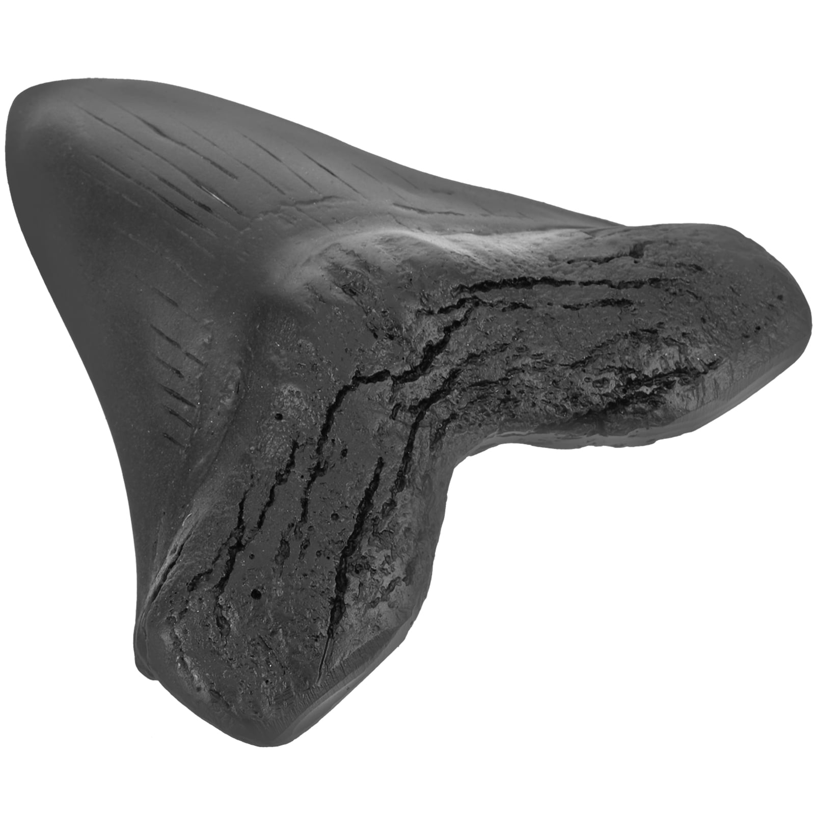 Megalodon Shark Tooth Realistic Simulation Megalodon Teeth Model