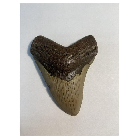 Megalodon Tooth - Authentic Carcharodon Megalodon Fossil - 5-24 Million Year Old Shark Tooth - Unrestored, Genuine Specimen - Paleontological Collectible