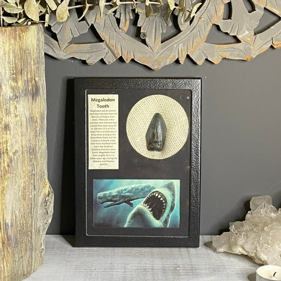 Megalodon Tooth Fossil in Collector's Box