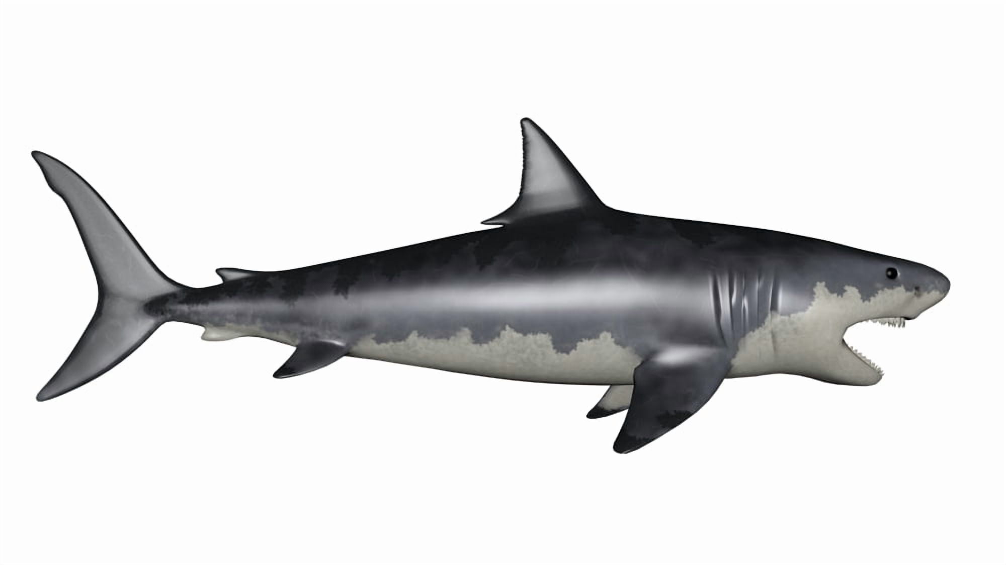 Megalodon dinosaur Canvas Art - Elena DuvernayStocktrek Images (19 x 11)