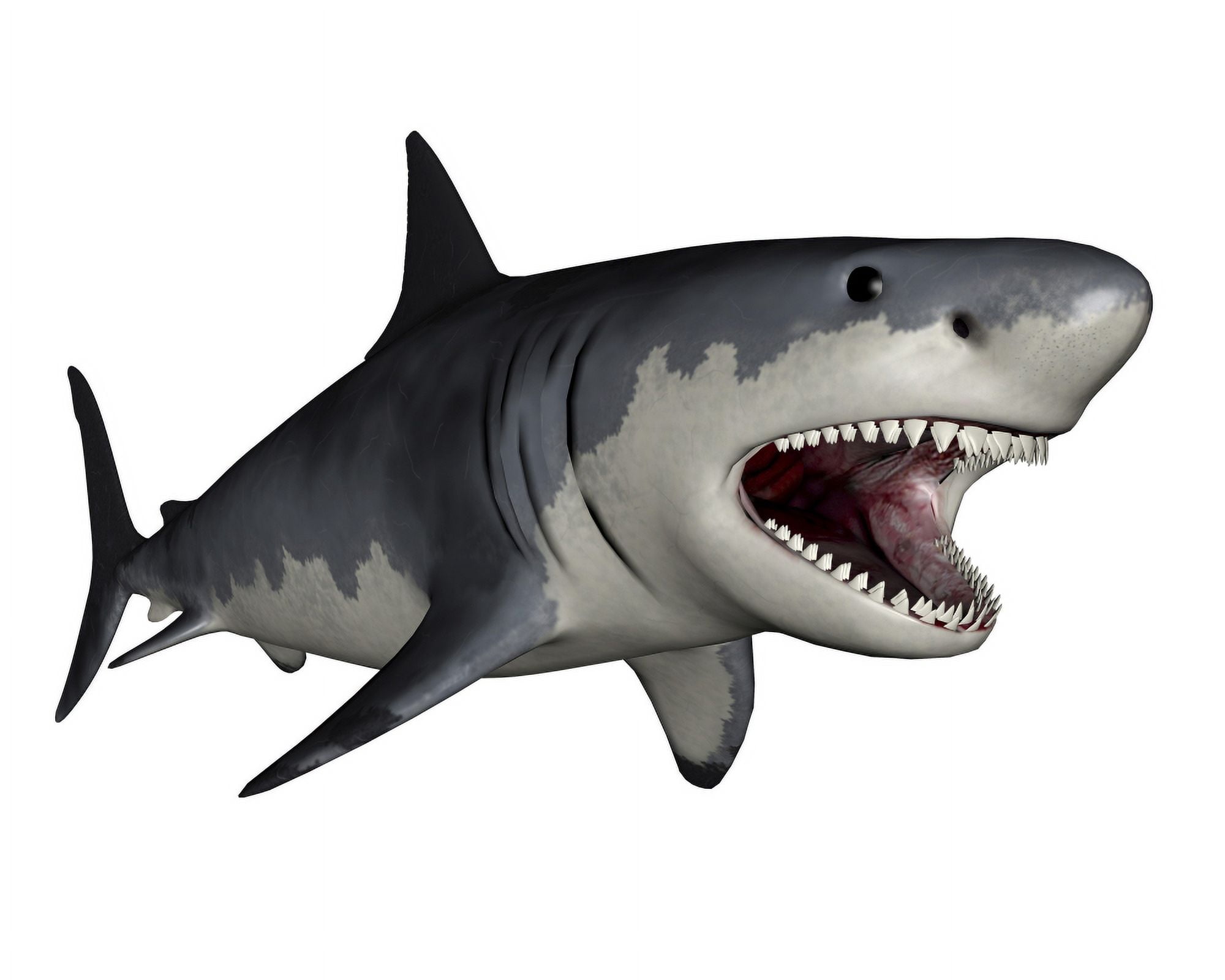 Megalodon dinosaur Canvas Art - Elena DuvernayStocktrek Images (32 x 26)