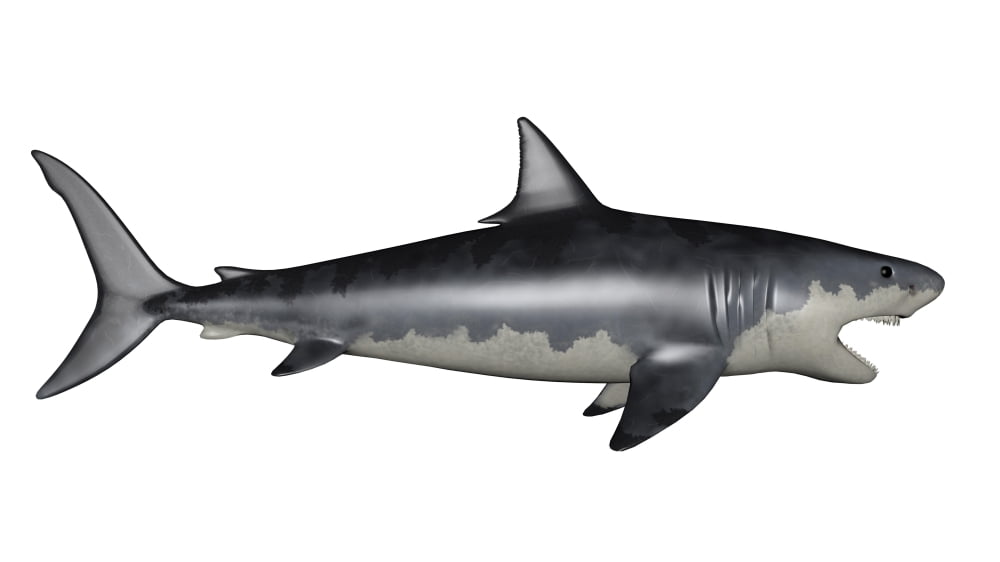 Megalodon dinosaur Canvas Art - Elena DuvernayStocktrek Images (37 x 21)