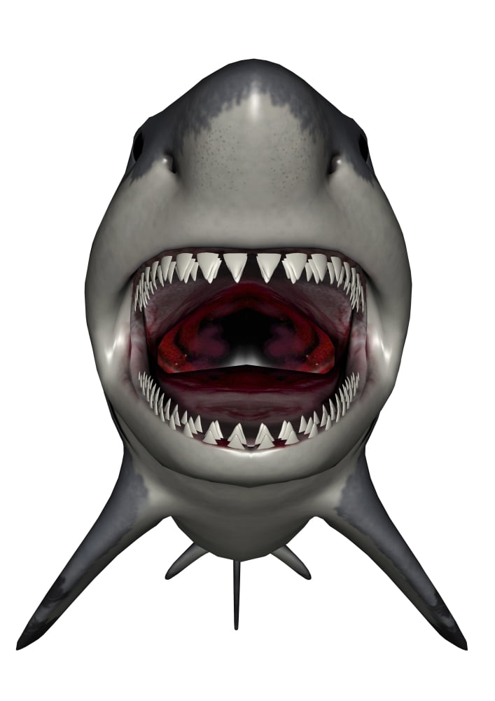Megalodon dinosaur with mouth open Canvas Art - Elena DuvernayStocktrek Images (24 x 33)
