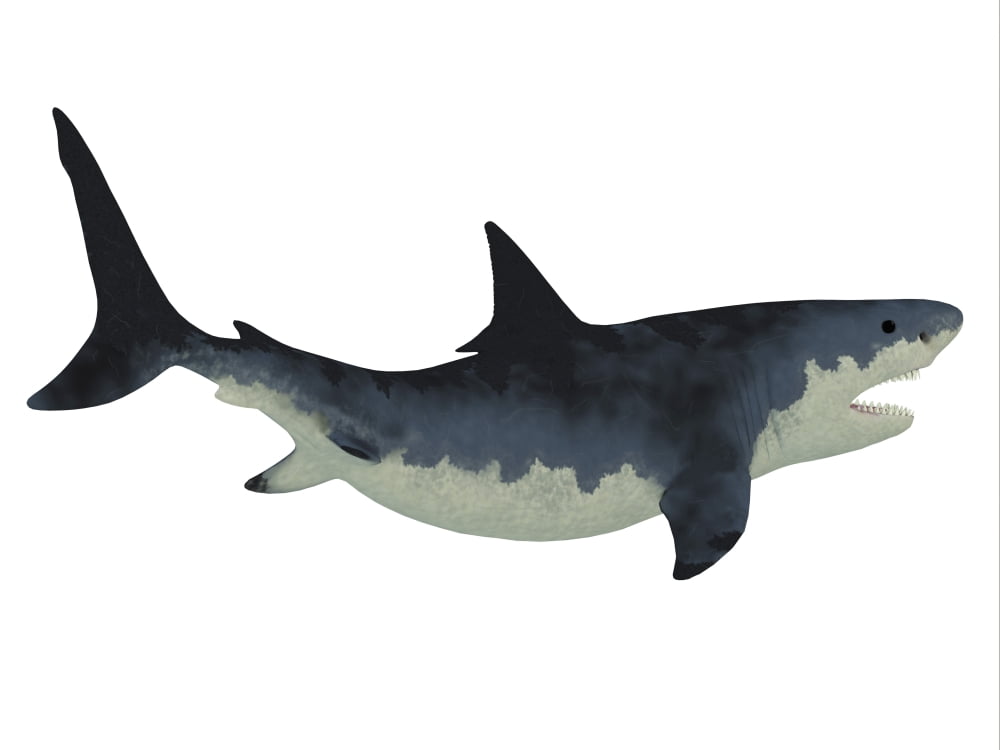Megalodon shark Canvas Art - Corey FordStocktrek Images (17 x 13)