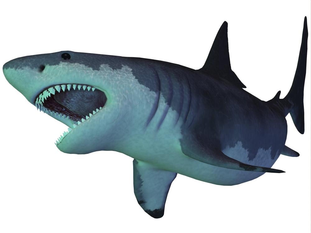 Megalodon shark an enormous predator from the Cenozoic Era Canvas Art - Corey FordStocktrek Images (17 x 13)