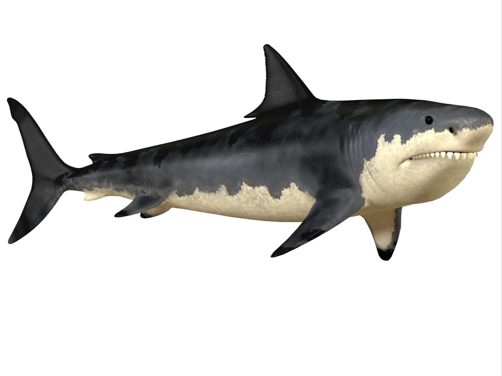 Megalodon shark an enormous predator from the Cenozoic Era Canvas Art - Corey FordStocktrek Images (33 x 25)