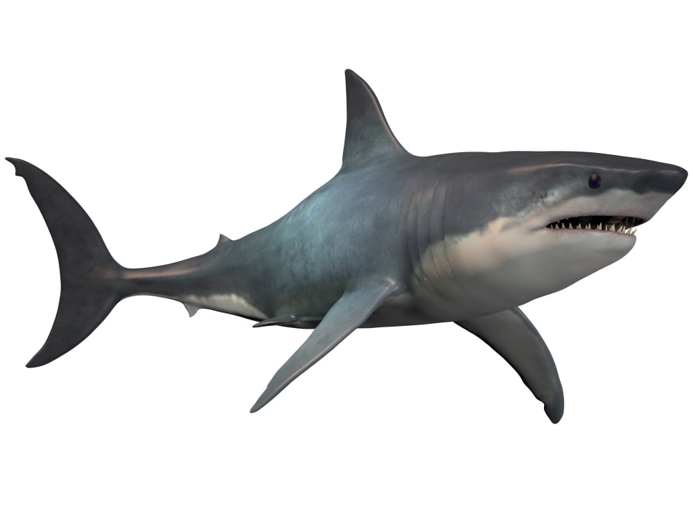 Megalodon shark an enormous predator from the Cenozoic Era Canvas Art - Corey FordStocktrek Images (33 x 25)