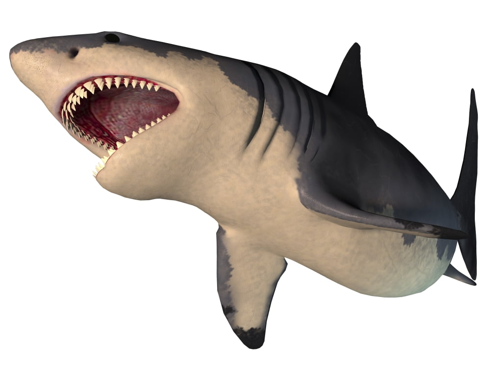Megalodon shark an enormous predator from the Cenozoic Era Canvas Art - Corey FordStocktrek Images (33 x 25)