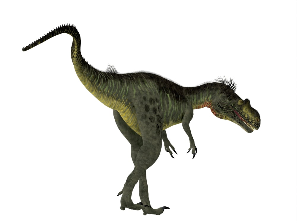 Megalosaurus dinosaur on white background Canvas Art - Corey FordStocktrek Images (16 x 12)
