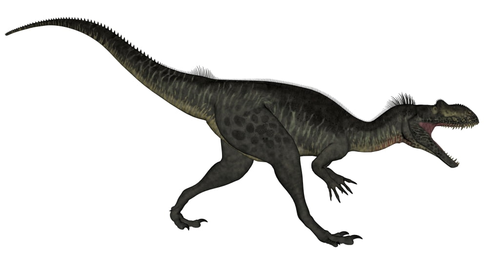 Megalosaurus dinosaur roaring white background Canvas Art - Elena DuvernayStocktrek Images (19 x 11)