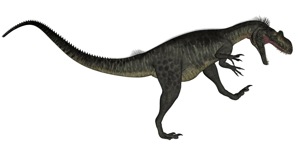 Megalosaurus dinosaur roaring white background Canvas Art - Elena DuvernayStocktrek Images (37 x 21)