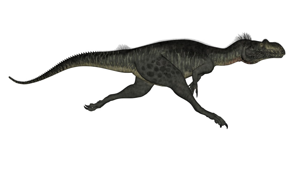Megalosaurus dinosaur running white background Canvas Art - Elena DuvernayStocktrek Images (19 x 11)