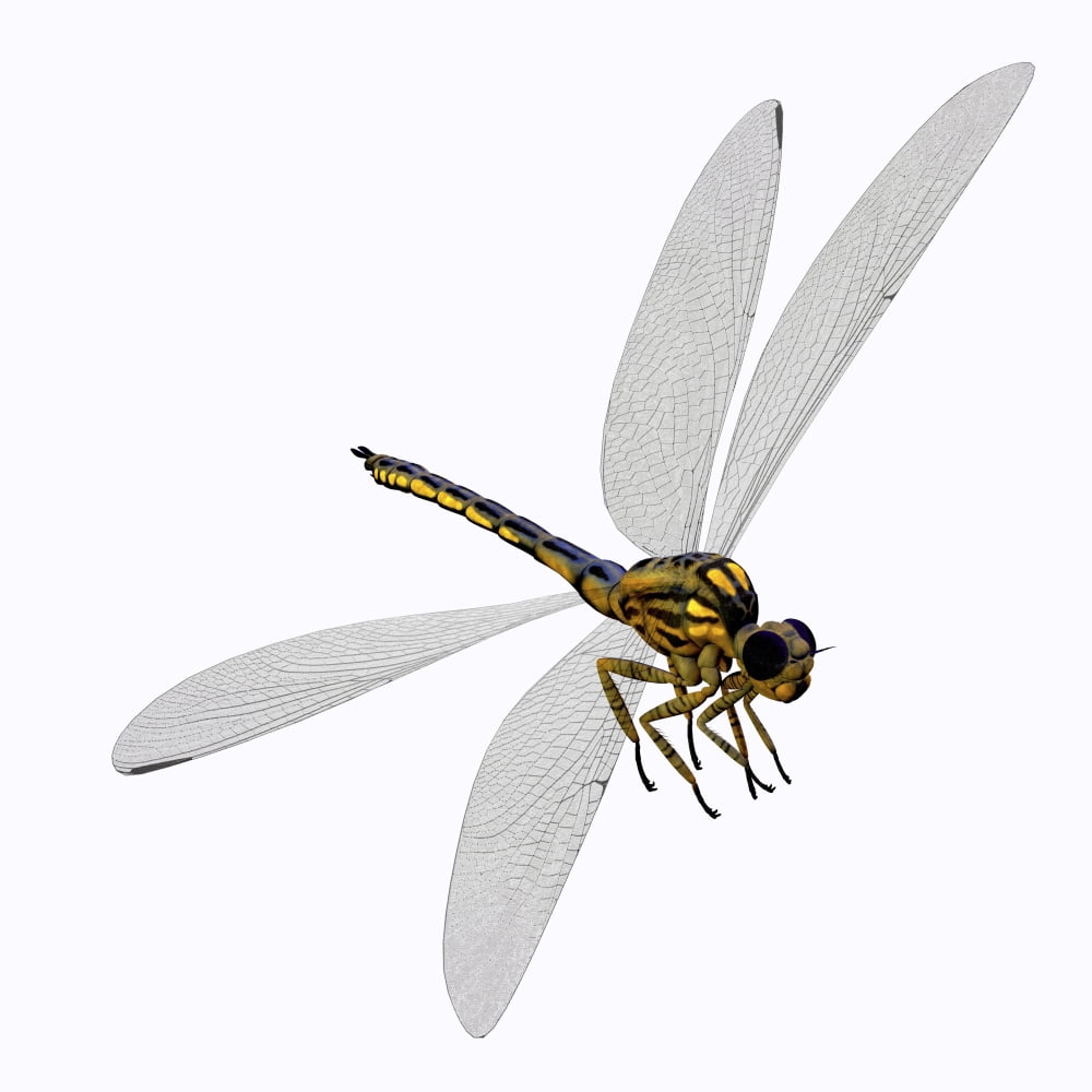 Meganeura insect from the Carboniferous Period Canvas Art - Corey FordStocktrek Images (28 x 28)
