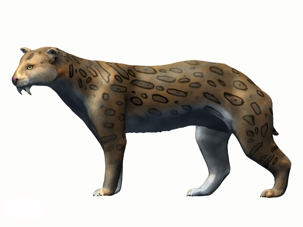 Megantereon cultridens Pliocene of Europe Canvas Art - Nobumichi TamuraStocktrek Images (17 x 13)
