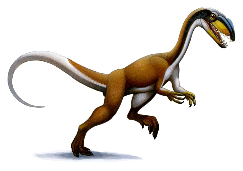 Megapnosaurus a small dinosaur from the early Jurassic Canvas Art - H Kyoht LutermanStocktrek Images (34 x 24)