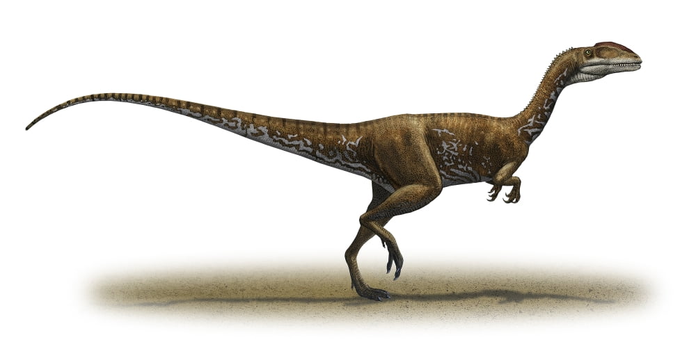 Megapnosaurus kayentakatae a prehistoric era dinosaur Canvas Art - Sergey KrasovskiyStocktrek Images (20 x 10)